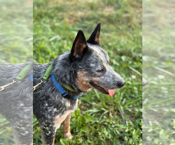 Medium Photo #4 Mutt Puppy For Sale in Garden City, NY, USA