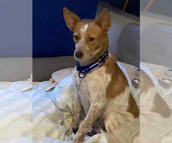 Medium Photo #6 Brittany-Unknown Mix Puppy For Sale in Middlesex, VT, USA