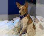 Small #5 Brittany Mix