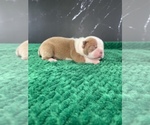 Small Photo #45 Boston Terrier Puppy For Sale in TULARE, CA, USA
