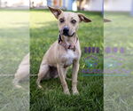Small #1 Labrador Retriever Mix