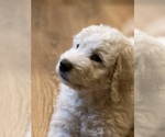 Small Photo #2 Great Pyrenees-Komondor Mix Puppy For Sale in LOUISVILLE, KY, USA