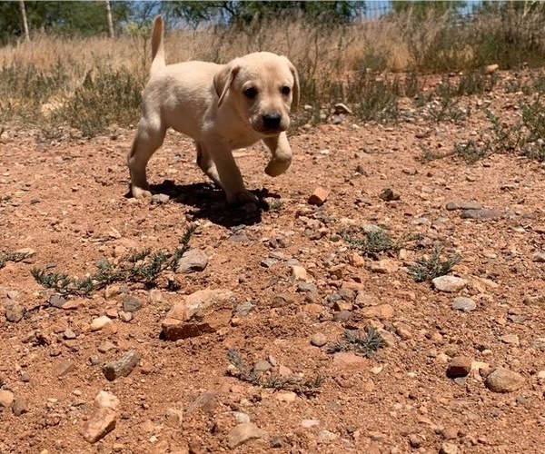 Medium Photo #2 Labrador Retriever Puppy For Sale in HEREFORD, AZ, USA