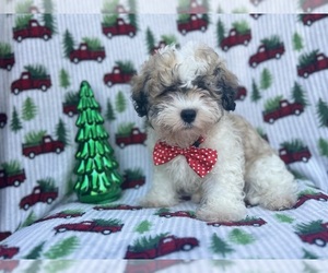 Zuchon Puppy for sale in LAKELAND, FL, USA