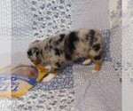 Small Photo #19 Miniature Australian Shepherd Puppy For Sale in HARRISON, OH, USA