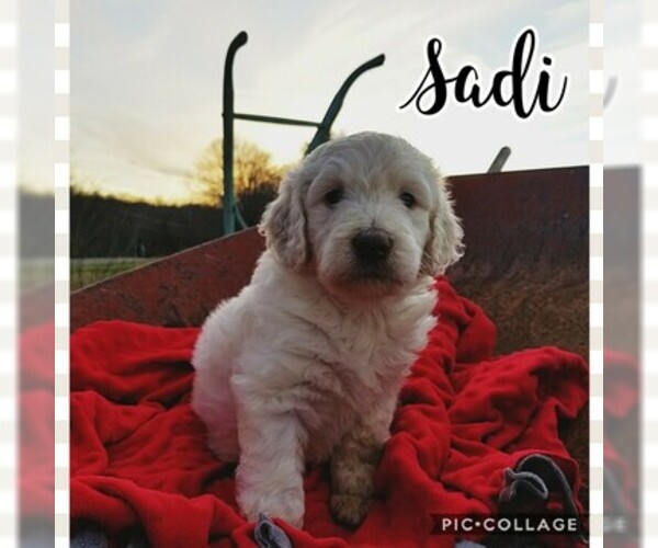 Medium Photo #8 Goldendoodle Puppy For Sale in MOUNT VERNON, KY, USA