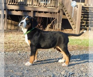 Greater Swiss Mountain Dog Puppy for sale in CLINTON, AR, USA