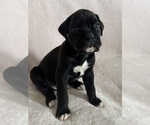 Puppy 1 Boxer