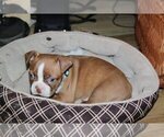 Small Photo #5 Boston Terrier Puppy For Sale in MAULDIN, SC, USA