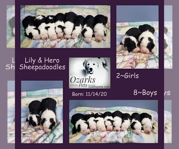 Medium Photo #1 Sheepadoodle Puppy For Sale in CEDAR GAP, MO, USA