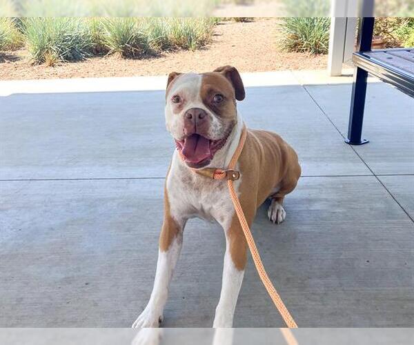 Medium Photo #2 Boxer-Unknown Mix Puppy For Sale in Orange, CA, USA