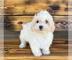 Maltipoo Puppy for sale in RIPLEY, MS, USA