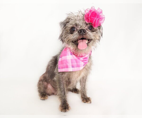 Medium Photo #1 Brussels Griffon-Unknown Mix Puppy For Sale in Phoenix, AZ, USA