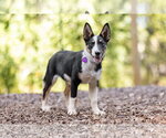 Reese - Male Australian Shepherd Dog for Adoption - Small photo