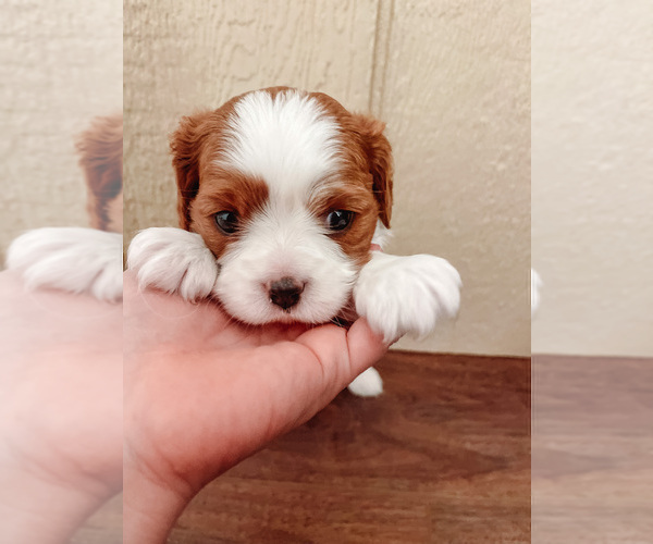 Medium Photo #3 Cavalier King Charles Spaniel Puppy For Sale in BOX SPRINGS, CA, USA