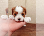 Small Photo #3 Cavalier King Charles Spaniel Puppy For Sale in BOX SPRINGS, CA, USA