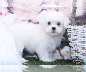 Zuchon Puppy for sale in MARIETTA, GA, USA