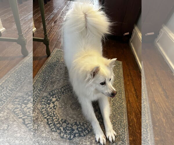 Medium Photo #2 American Eskimo Dog Puppy For Sale in Forest, VA, USA