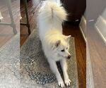 Small #1 American Eskimo Dog