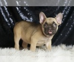 Small #2 French Bulldog