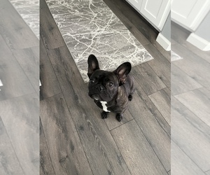 French Bulldog Puppy for sale in ANTIOCH, CA, USA