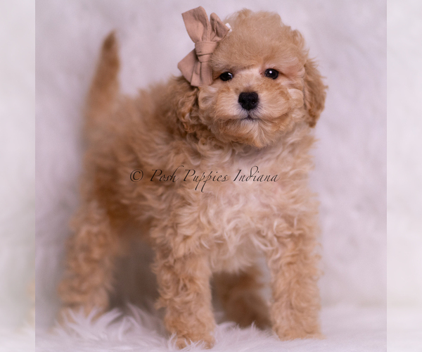 Medium Photo #3 Poodle (Toy) Puppy For Sale in WARSAW, IN, USA