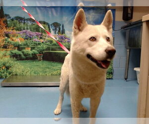 Siberian Husky Dogs for adoption in Moreno Valley, CA, USA