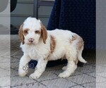 Small #3 Goldendoodle