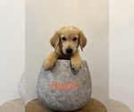 Puppy Hazel Golden Retriever
