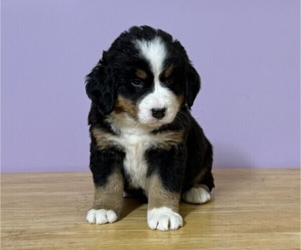 Medium Photo #3 Bernese Mountain Dog Puppy For Sale in WITHEE, WI, USA