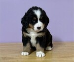 Small #2 Bernese Mountain Dog