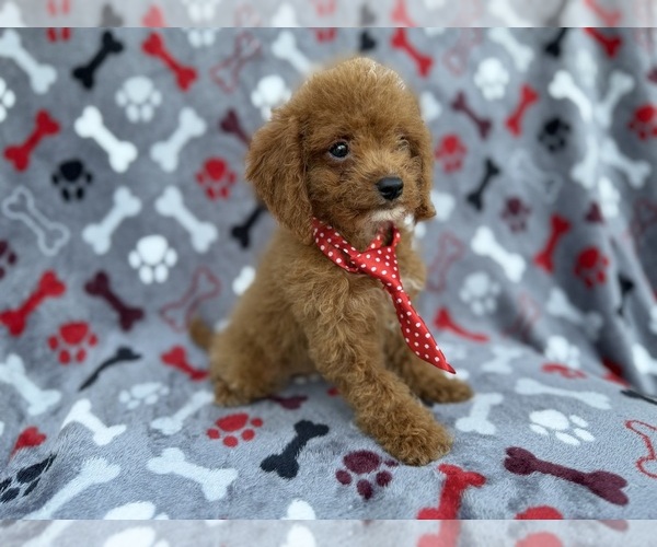 Medium Photo #4 Cock-A-Poo Puppy For Sale in LAKELAND, FL, USA