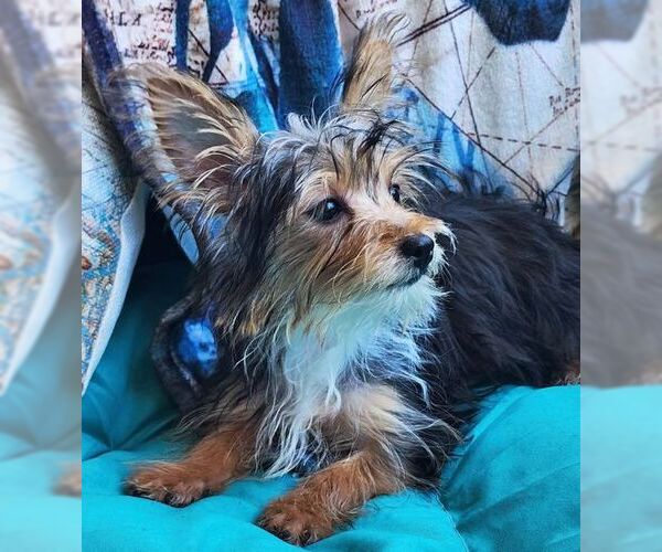 Medium Photo #3 Mutt Puppy For Sale in Tustin, CA, USA