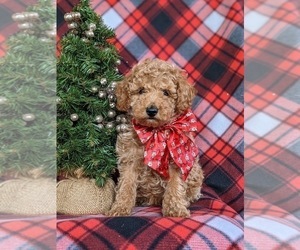 Poodle (Miniature) Puppy for sale in LEOLA, PA, USA