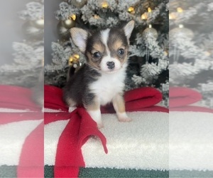Chihuahua Puppy for sale in CHARLOTTE, NC, USA