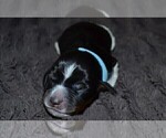 Small Photo #23 English Springer Spaniel Puppy For Sale in LITCHFIELD, MN, USA