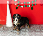 Puppy Cody Bernese Mountain Dog-Miniature Bernedoodle Mix