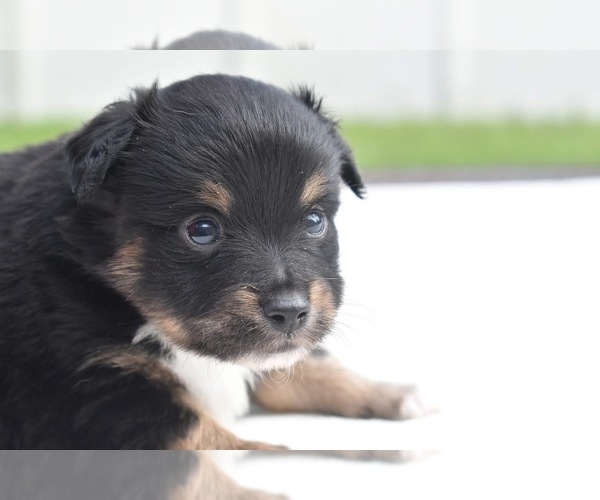 Medium Photo #2 Miniature Australian Shepherd Puppy For Sale in PALM COAST, FL, USA