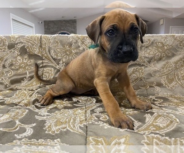 Medium Photo #1 Presa Canario Puppy For Sale in BELLINGHAM, WA, USA