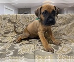 Small Photo #1 Presa Canario Puppy For Sale in BELLINGHAM, WA, USA