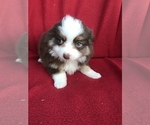 Small Photo #5 Miniature Australian Shepherd Puppy For Sale in BOWLING GREEN, KY, USA