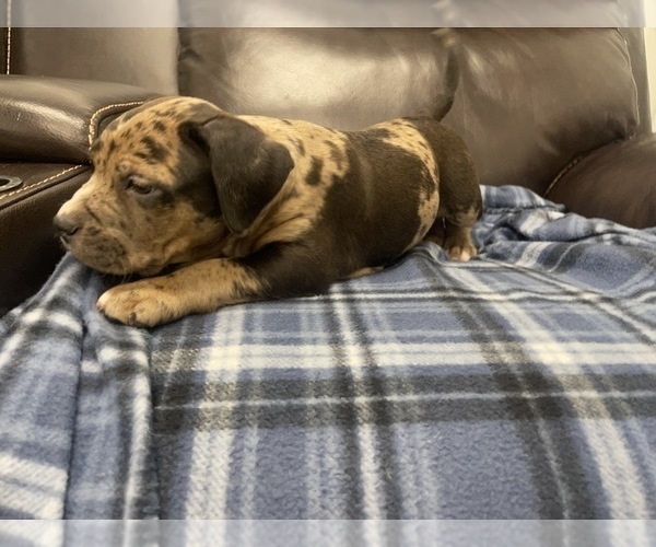 Medium Photo #107 American Bully Puppy For Sale in REESEVILLE, WI, USA