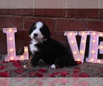 Small Photo #8 Bernedoodle Puppy For Sale in ELMWOOD, IL, USA