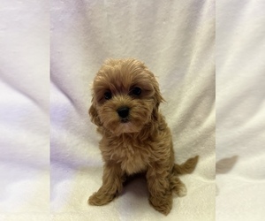 Cavapoo Puppy for sale in KALAMAZOO, MI, USA