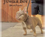 Small Photo #1 French Bulldog Puppy For Sale in WEST HILLS, CA, USA
