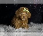 Small #4 Poodle (Toy)