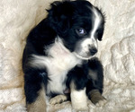 Small Photo #1 Miniature Australian Shepherd Puppy For Sale in VANCOUVER, WA, USA