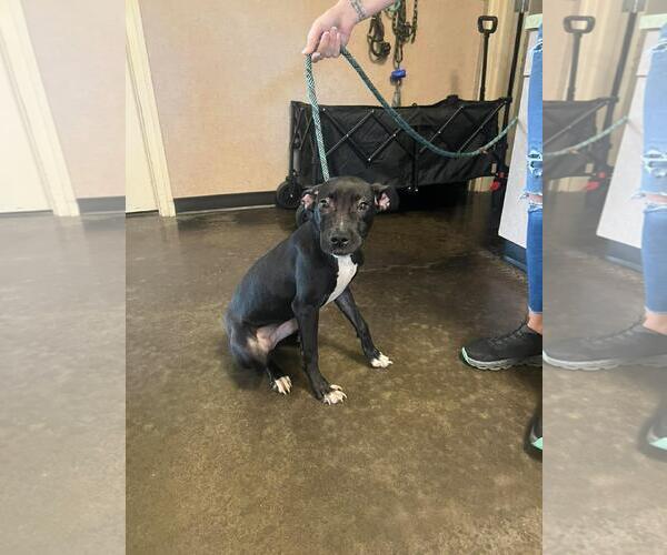 Medium Photo #1 Labrador Retriever-Unknown Mix Puppy For Sale in Rockwall, TX, USA