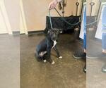 Small Labrador Retriever Mix