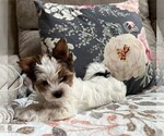 Small Photo #11 Biewer Terrier Puppy For Sale in CANBY, OR, USA